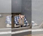 Small #1 Chihuahua