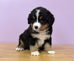 Small #1 Bernese Mountain Dog