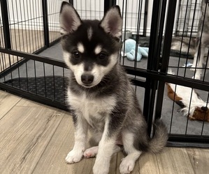 Alaskan Klee Kai Puppy for sale in HASLET, TX, USA