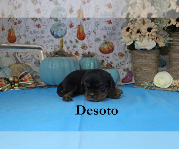 Medium Photo #5 Cavalier King Charles Spaniel Puppy For Sale in CHANUTE, KS, USA