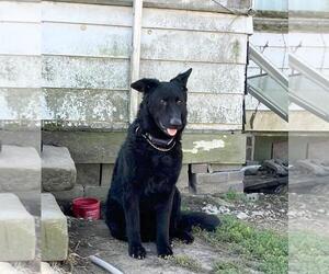 German Shepherd Dog-Unknown Mix Dogs for adoption in Rootstown, OH, USA
