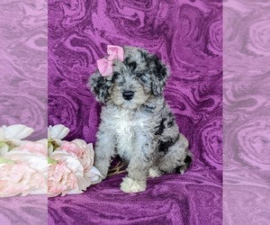 Aussiedoodle Miniature Puppy for sale in OXFORD, PA, USA