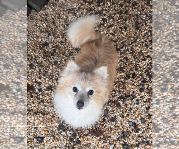 Medium Photo #3 Pomeranian Puppy For Sale in Pottstown, PA, USA
