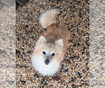 Small #2 Pomeranian