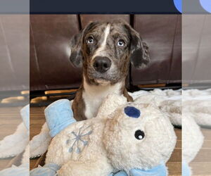Catahoula Leopard Dog-Unknown Mix Dogs for adoption in Boston, MA, USA