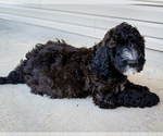Small #2 Bernedoodle