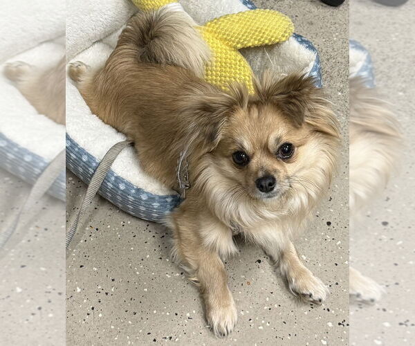 Medium Photo #1 Chiranian Puppy For Sale in Mundelein, IL, USA