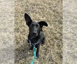 Small Photo #4 Basset Hound-Labrador Retriever Mix Puppy For Sale in Bolivar, MO, USA