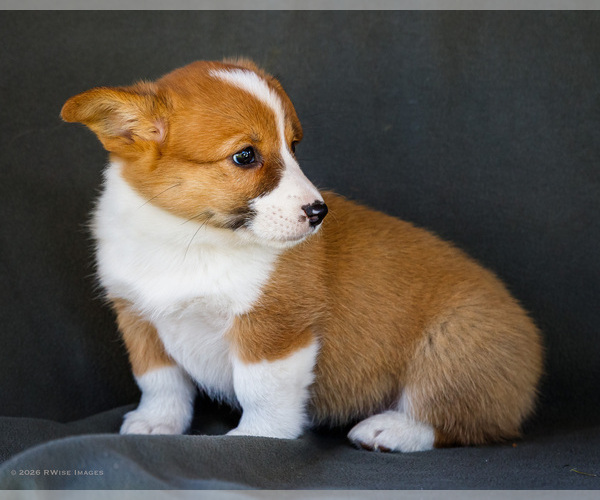 Medium Photo #27 Pembroke Welsh Corgi Puppy For Sale in WAKARUSA, IN, USA