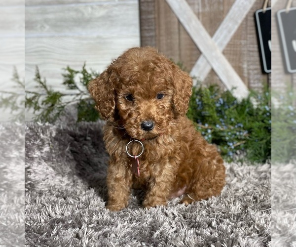 Medium Photo #4 Poodle (Standard) Puppy For Sale in WOLCOTT, IN, USA