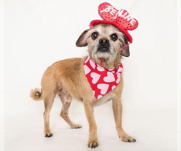 Medium Photo #2 Mutt Puppy For Sale in phoenix, AZ, USA