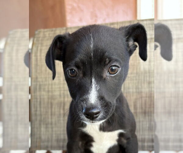 Medium Photo #7 Chihuahua-Unknown Mix Puppy For Sale in San Diego, CA, USA