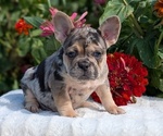 Puppy Hazel French Bulldog