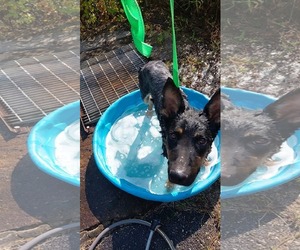 German Shepherd Dog Dogs for adoption in Rustburg, VA, USA