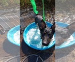 Small German Shepherd Dog