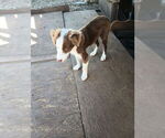 Male  Female - Male Border-Aussie Puppy for Sale - Photo #4