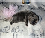 Small Photo #54 French Bulldog Puppy For Sale in MIMS, FL, USA