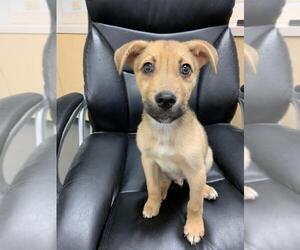 German Shepherd Dog-Unknown Mix Dogs for adoption in Corpus Christi, TX, USA