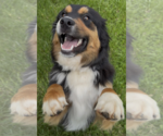 Small #2 Australian Shepherd