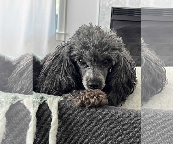 Medium Photo #1 Poodle (Toy) Puppy For Sale in Pacolet, SC, USA