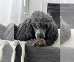Small Poodle (Toy)