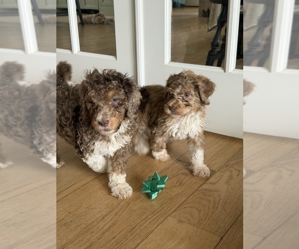 Medium Photo #5 Bernedoodle Puppy For Sale in CHILMARK, MA, USA