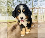 Small Photo #5 Bernese Mountain Dog Puppy For Sale in OCALA, FL, USA