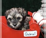 Small Photo #4 Maltipoo Puppy For Sale in MOMEYER, NC, USA
