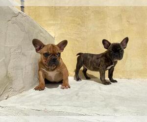 French Bulldog Puppy for sale in MORENO VALLEY, CA, USA