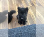 Small #1 Chow Chow