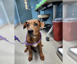 Redbone Coonhound-Unknown Mix Dogs for adoption in Newton, NC, USA