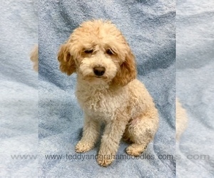 Father of the Goldendoodle (Miniature) puppies born on 08/01/2021
