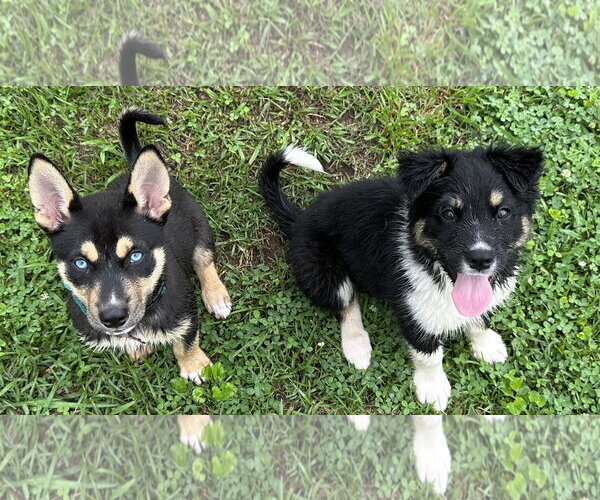 Medium Photo #2 Siberian Husky-Unknown Mix Puppy For Sale in Cumming, GA, USA