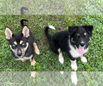 Small #1 Siberian Husky Mix