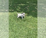 Small Photo #2 American Bulldog Puppy For Sale in PASADENA, TX, USA