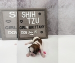 Small #4 Shih Tzu