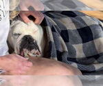 Small #11 Bulldog