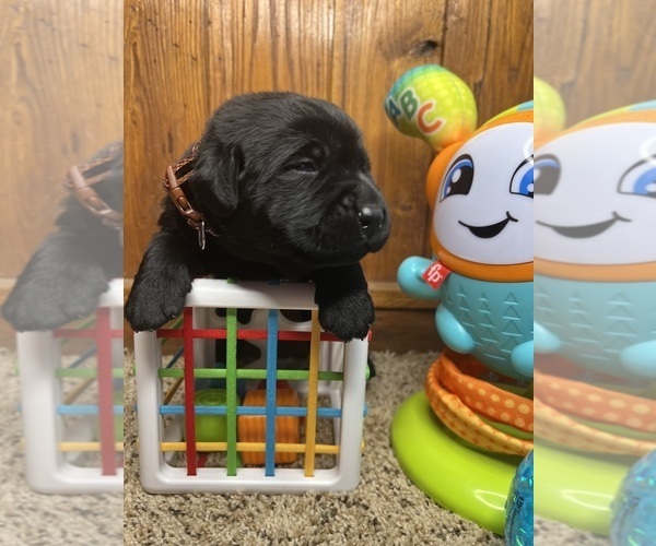 Medium Photo #13 Labrador Retriever Puppy For Sale in NEOLA, WV, USA
