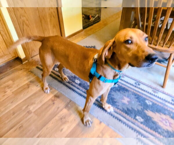 Medium Photo #2 Redbone Coonhound-Unknown Mix Puppy For Sale in Plainfield, IL, USA