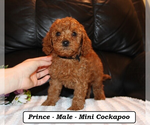 Medium Photo #4 Cockapoo (Miniature) Puppy For Sale in CLARKRANGE, TN, USA