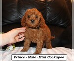 Small #3 Cockapoo (Miniature)