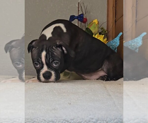 Medium Photo #6 Boston Terrier Puppy For Sale in JASONVILLE, IN, USA
