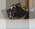 Small #5 Boston Terrier