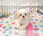 Small #11 Shih Tzu