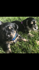 Snorkie Puppy for sale in LAYTON, UT, USA