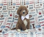 Small #3 Poodle (Miniature)