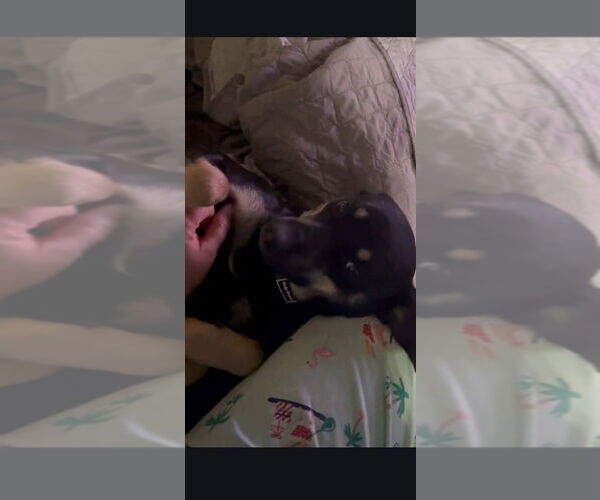 Medium Photo #2 Mutt Puppy For Sale in garner, NC, USA