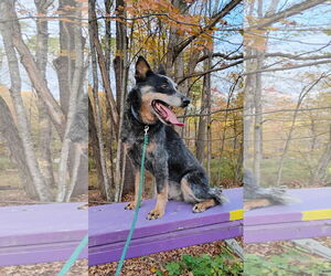 Ivy - Female Mutt Dog for Adoption - Photo #3