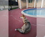 Small #2 German Shepherd Dog-Huskies  Mix