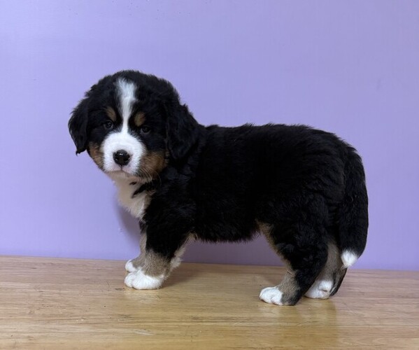 Medium Photo #2 Bernese Mountain Dog Puppy For Sale in WITHEE, WI, USA